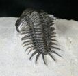Well Preserved Crotalocephalus Africanus Trilobite #14676-3